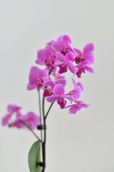 Abundantly blooming pink orchid on light background