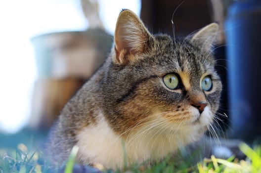 Nahaufnahme von dem hübschen Gesicht einer jungen Katze bei der Jagd
