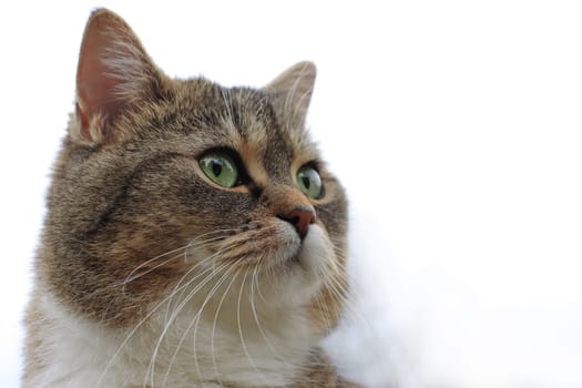 Nahaufnahme von dem hübschen Gesicht einer jungen Katze