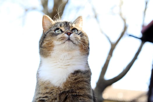 Nahaufnahme von dem Gesicht einer jungen Katze mit zersausten Schnurrhaaren