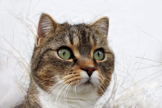 Niedliche Weitwinkelaufnahme von dem hübschen Gesicht einer jungen Katze