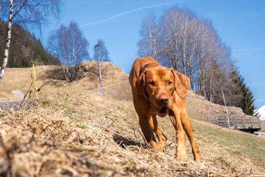 A Vizsla dog runs on a grassy hillside under a clear blue sky, surrounded by leafless trees. A wooden bridge and small road sign appear in the background.