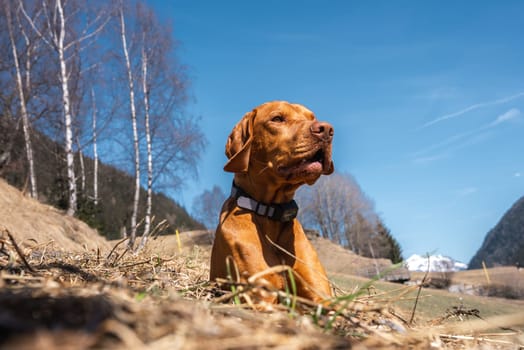 A Vizsla dog with a gray collar rests on a grassy hillside under a clear blue sky, surrounded by bare birch trees and distant snow capped mountains.