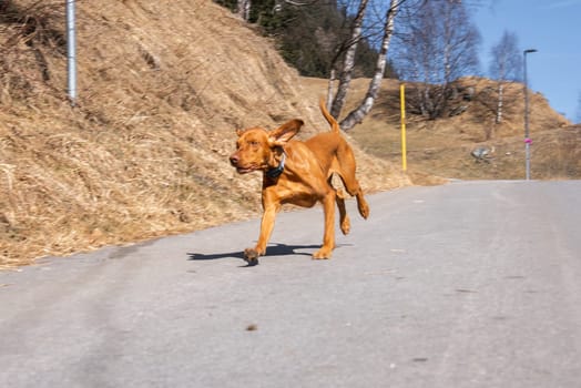 A Vizsla dog runs energetically on a paved path surrounded by dry grass, sparse trees, a hillside, a yellow pole, and a streetlamp under a clear blue sky.