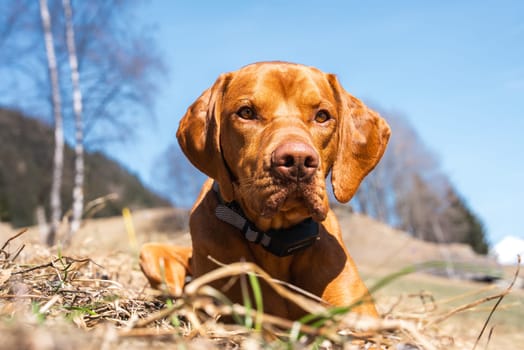 A Vizsla dog with a reddish brown coat lies on dry grass, surrounded by bare trees, rolling hills, and a clear blue sky on a sunny day.