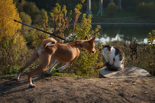 A dog of the Basenji breed saw an angry cat on a walk in the summer, and reaches for the cat to meet, friendly