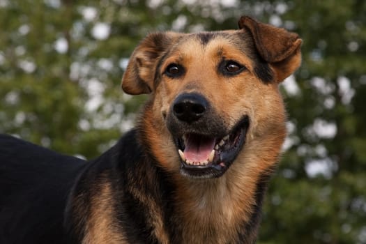 The dog is a pet, one of the most popular. Placental mammal of the order of the carnivorous canine family.
