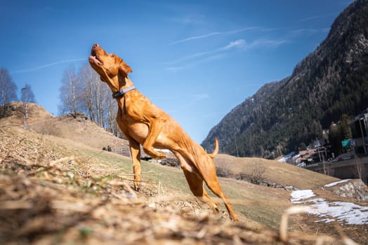 A Vizsla dog jumps energetically on a grassy hillside with snow patches, forested slopes, and distant buildings under a clear blue sky.