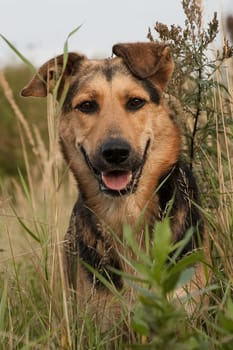 The dog is a pet, one of the most popular. Placental mammal of the order of the carnivorous canine family.