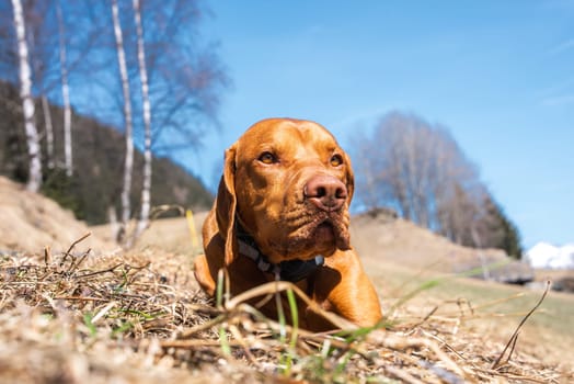 A Vizsla dog lies on dry grass under a clear blue sky, surrounded by leafless birch trees, distant hills, and faint snow capped mountains in the background.
