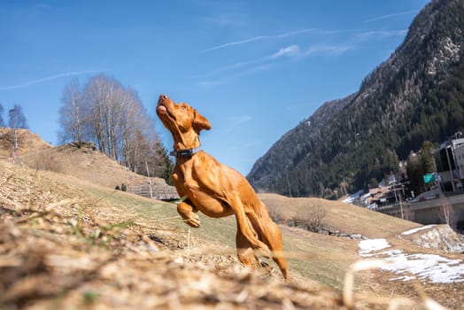 A Vizsla dog runs energetically on a grassy hillside under clear blue skies, with a snowy mountain landscape, sparse trees, and valley buildings in view.