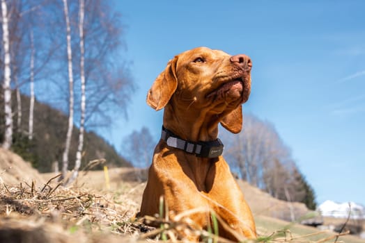 A Vizsla dog lies on dry grass under a clear blue sky, surrounded by leafless birch trees and rolling hills. Snow capped peaks are visible in the distance.