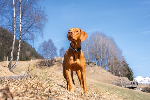 A Vizsla dog stands alert on a grassy hill under a clear blue sky, surrounded by bare trees, a wooden fence, and distant snow capped mountains.