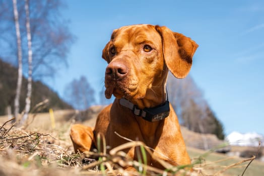 A Vizsla dog with a reddish brown coat lies on dry grass, wearing a black collar. Bare trees, rolling hills, and snow capped mountains are visible.
