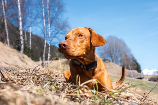 A Vizsla dog lies on a grassy field under a clear blue sky, surrounded by bare birch trees and distant snow capped mountains in an alpine setting.