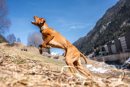 A Vizsla dog leaps energetically in a valley with snow capped peaks, sparse trees, a small stream, and rural buildings under a clear blue sky.