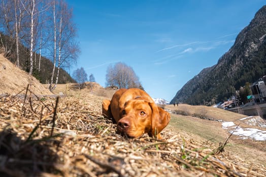 A Vizsla dog lies on a grassy hillside, gazing at the camera. Snow patches, bare trees, rugged peaks, and a distant settlement frame the scene.