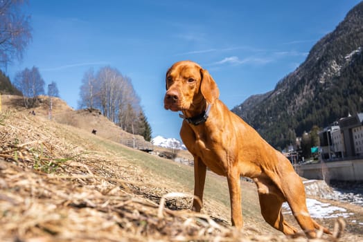 A Vizsla dog stands on a grassy slope with a curious expression. Snow capped peaks, forested hills, and a small village are visible under a clear blue sky.