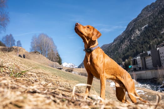A Vizsla dog stands alert on a grassy hillside, surrounded by snow capped peaks, sparse trees, a clear blue sky, and a small stream near rural buildings.