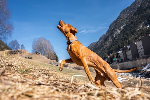 A Vizsla dog jumps energetically on a grassy hillside with patches of snow, set against a clear blue sky, mountains, scattered trees, and rural buildings.