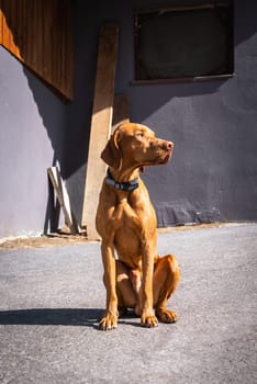 A rust colored Vizsla dog sits on a concrete surface in sunlight. The background includes a gray wall, a window, and wooden planks leaning against the wall.