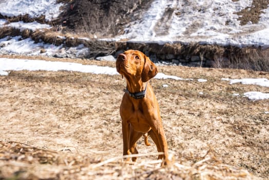 A Vizsla dog wearing a black collar stands on dry grass with patches of melting snow. The background shows sloping terrain and sparse vegetation.