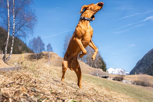 A Vizsla dog mid jump on a grassy slope with dry vegetation, a clear blue sky, snow capped peaks, bare trees, a wooden fence, and a small structure visible.