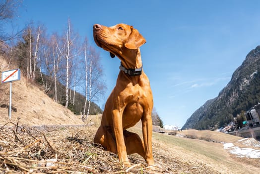 A Vizsla dog sits attentively on a grassy hill near Ischgl, Austria, surrounded by snow capped mountains, sparse trees, and a clear blue sky.