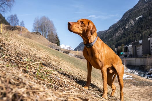 A Vizsla dog stands alert on a grassy slope, framed by snow capped mountains, a clear blue sky, bare trees, a stream, and buildings in the valley.