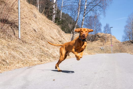 A Vizsla dog runs energetically on a paved path surrounded by dry grass and sparse birch trees under a clear blue sky, with a lamppost in view.