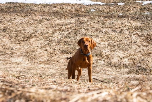 A reddish brown Vizsla dog with a black collar stands in a dry field with scattered snow, showcasing a late winter or early spring landscape.
