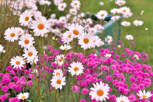 Outdoor flowerbed with a daisies and carnations