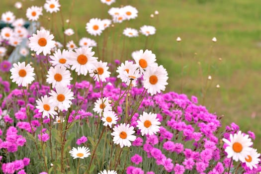 Outdoor flowerbed with a daisies and carnations