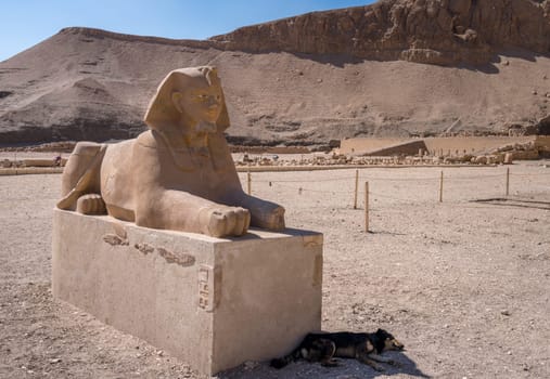 Sphinx statue in the grounds of Hatshepsut temple near Luxor, Egypt with stray dog inn the shade