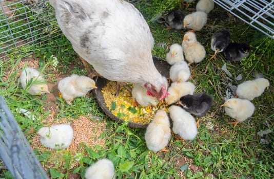 White hen feeding its chicks with corn and grass in a metal cage placed on a grassy ground, some chicks are eating from a bowl and some are looking around