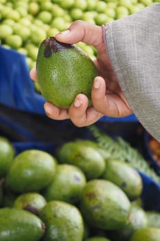 A person examines an avocado among fresh produce at a market stall.
