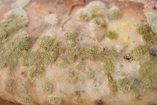 Close-up of bread covered in various types of mold after prolonged storage.
