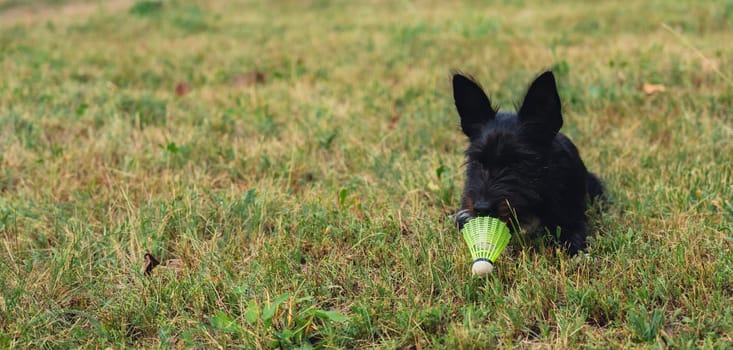 Dog play with yellow shuttlecock lie on green grass. Furry friends Outside recreation and fresh air. Healthy lifestyle nature connection sport summer activities. Stress relief hobby healthcare