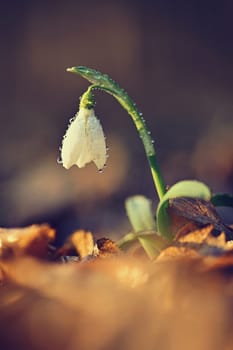 Spring background. Beautiful first spring flowers for the beginning of spring time and season. Concept for nature and environment.