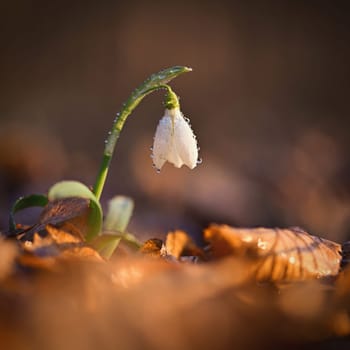 Spring background. Beautiful first spring flowers for the beginning of spring time and season. Concept for nature and environment.