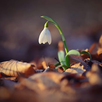 Spring background. Beautiful first spring flowers for the beginning of spring time and season. Concept for nature and environment.