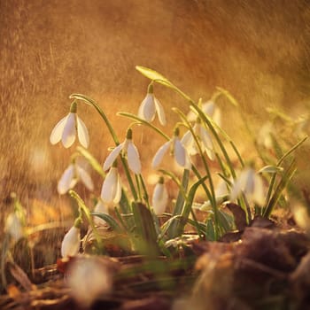 Spring background. Beautiful first spring flowers for the beginning of spring time and season. Concept for nature and environment.