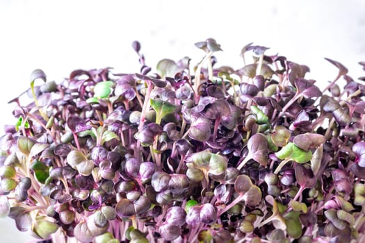 Tender radish microgreens with bold red and purple hues, crisp and nutritious