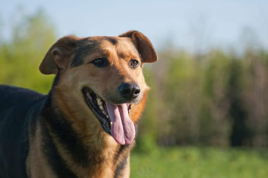 The dog is a pet, one of the most popular. Placental mammal of the order of the carnivorous canine family.