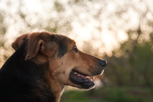 The dog is a pet, one of the most popular. Placental mammal of the order of the carnivorous canine family.