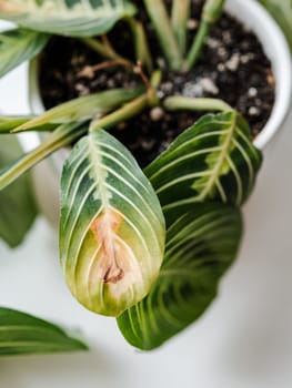 Prayer plant maranta leuconeura marisela care. Drying up leaf of Maranta lemon lime or Maranta Leuconeura Marisela