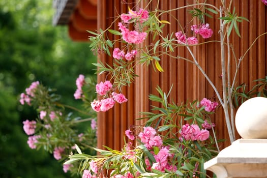 beautiful flowers near the entrance to the house , summer