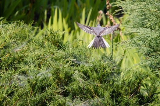 bird with its wings spread flies over a green lawn , summer