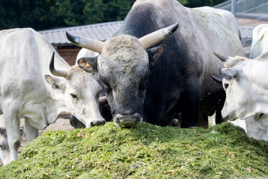 bull and cows eating green silage on a farm , summer