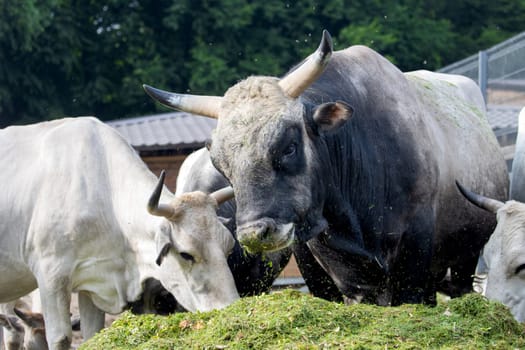 bull eating green silage on a farm , summer